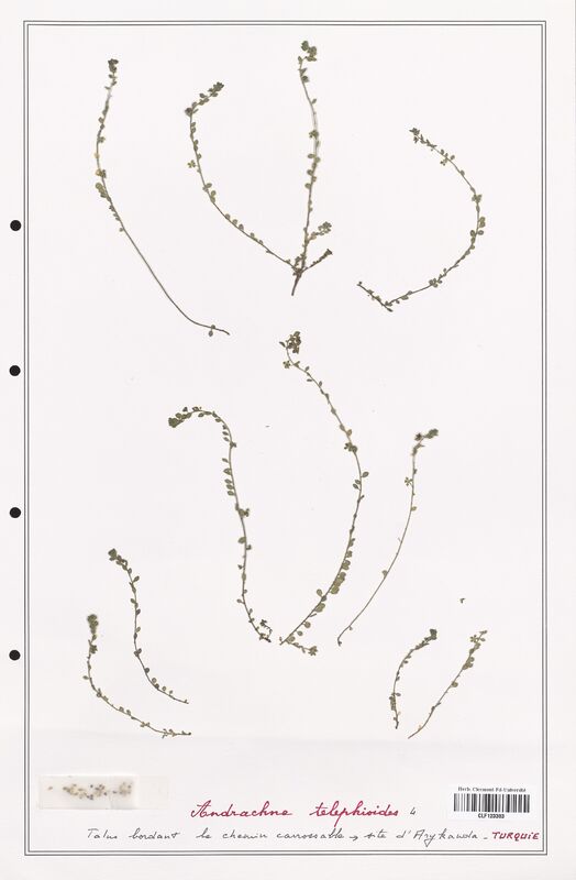 Andrachne telephioides  (Phyllanthaceae)