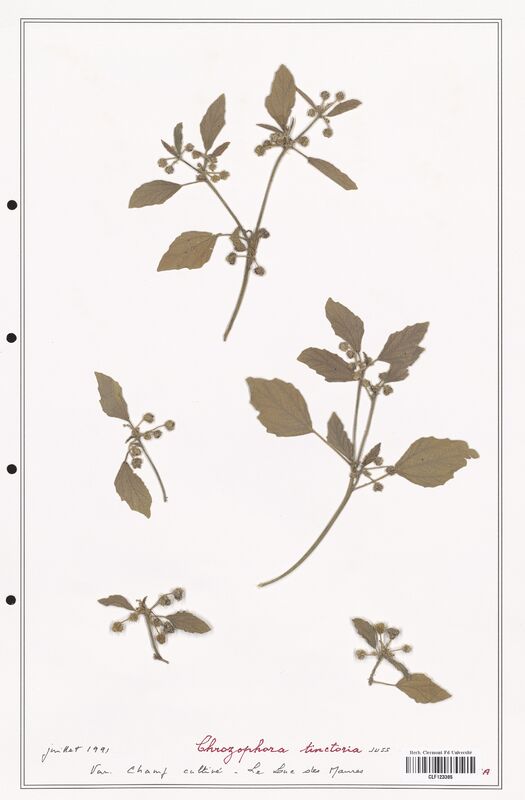 Chrozophora tinctoria  (Euphorbiaceae)