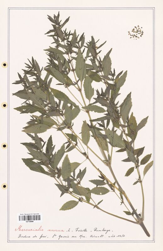 Mercurialis annua  (Euphorbiaceae)