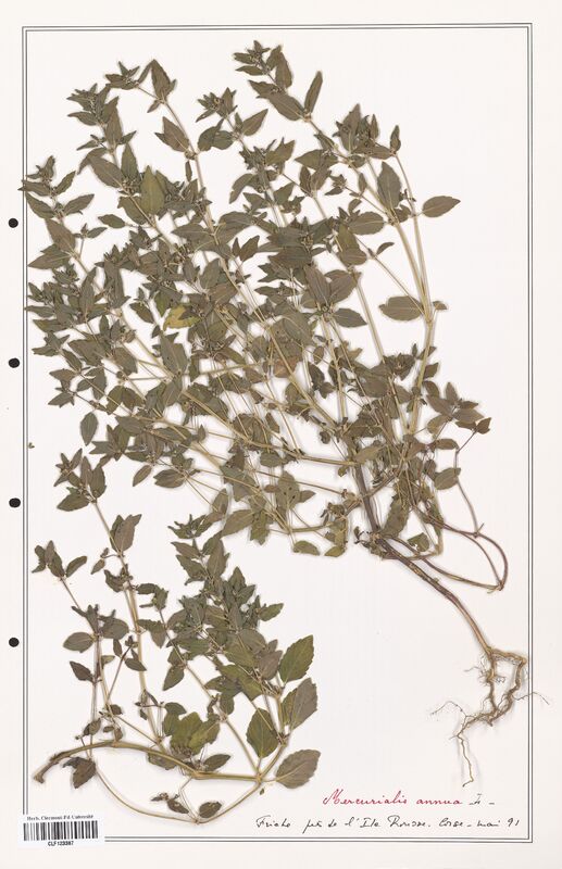 Mercurialis annua  (Euphorbiaceae)