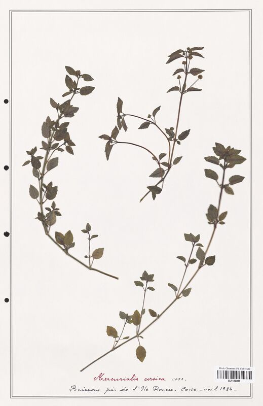 Mercurialis corsica  (Euphorbiaceae)