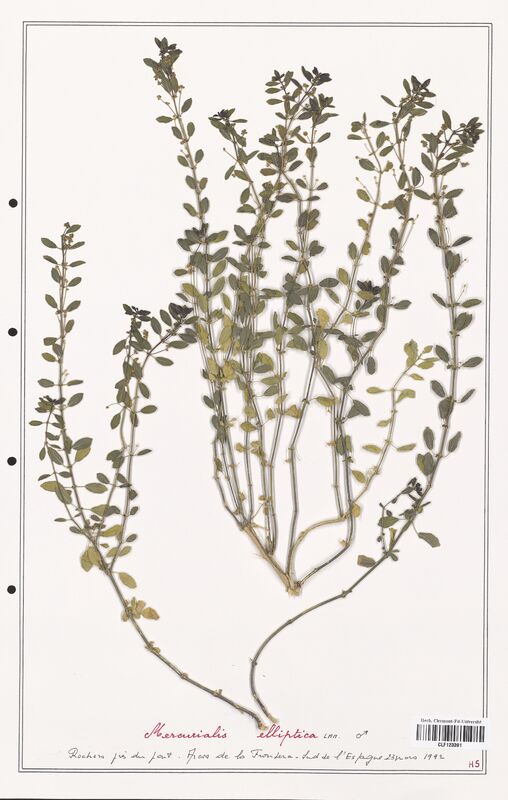 Mercurialis elliptica  (Euphorbiaceae)