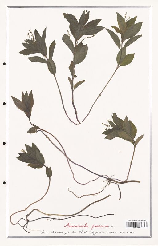 Mercurialis prerennis  (Euphorbiaceae)