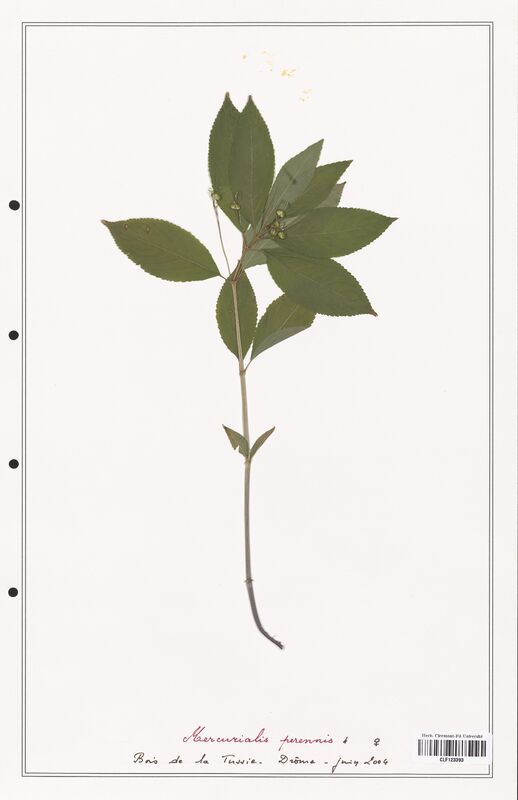 Mercurialis prerennis  (Euphorbiaceae)