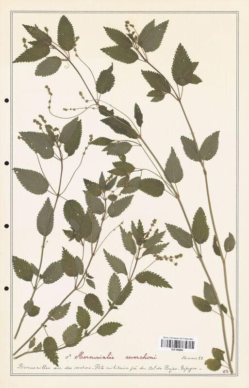 Mercurialis reverchoni  (Euphorbiaceae)