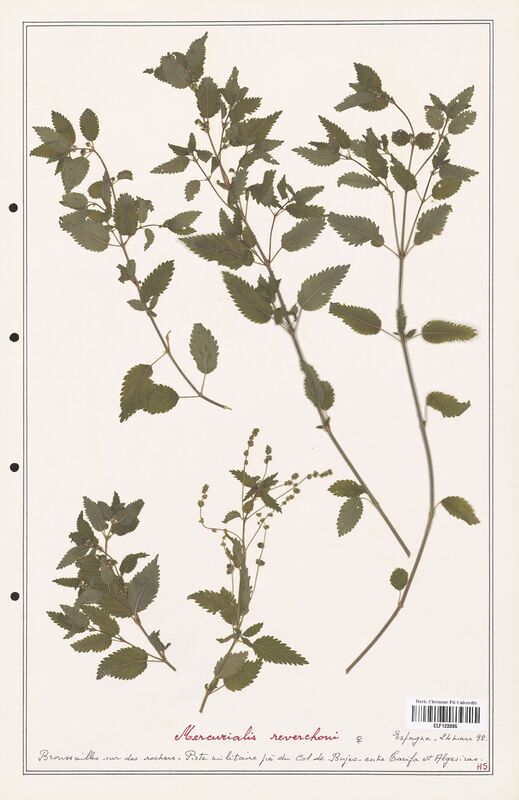 Mercurialis reverchoni  (Euphorbiaceae)