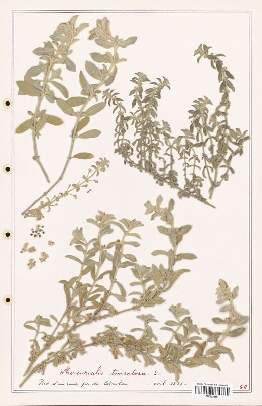 Mercurialis tomentosa  (Euphorbiaceae)