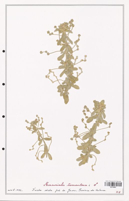 Mercurialis tomentosa  (Euphorbiaceae)