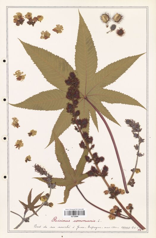 Ricinus communis  (Euphorbiaceae)