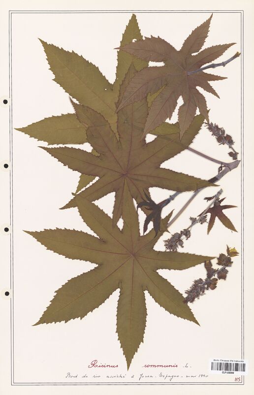 Ricinus communis  (Euphorbiaceae)