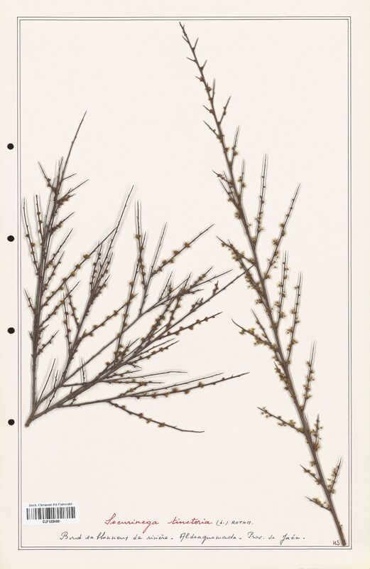 Securinega tinctoria  (Phyllanthaceae)
