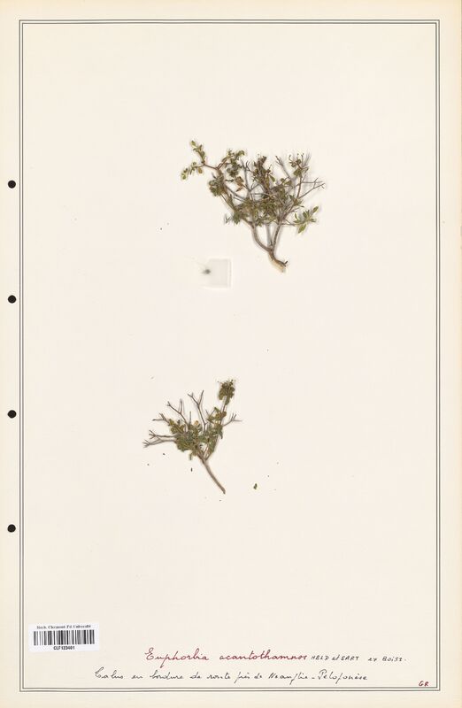 Euphorbia acantothamnos  (Euphorbiaceae)