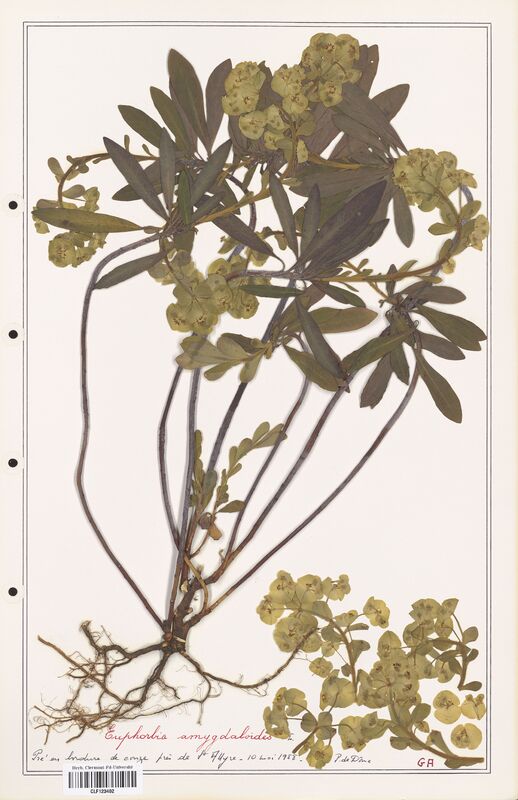 Euphorbia amygdaloides  (Euphorbiaceae)