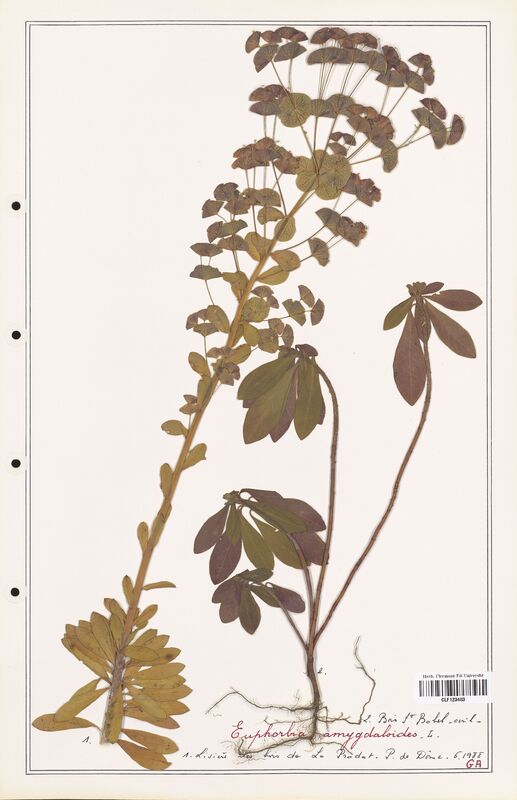 Euphorbia amygdaloides  (Euphorbiaceae)