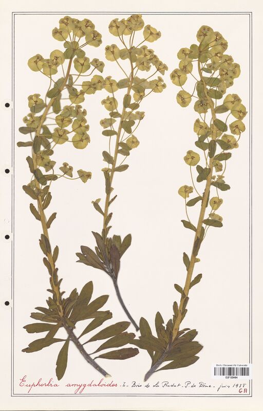 Euphorbia amygdaloides  (Euphorbiaceae)