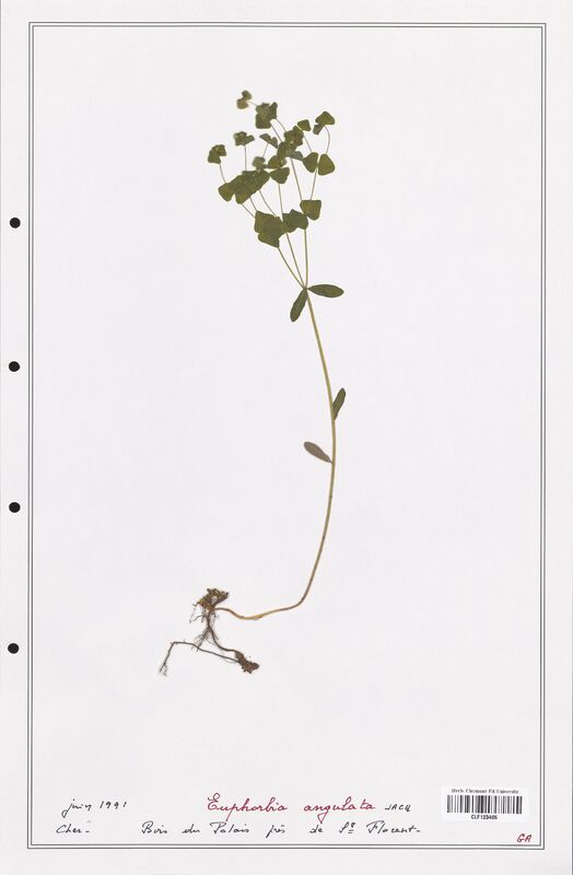 Euphorbia angulata  (Euphorbiaceae)