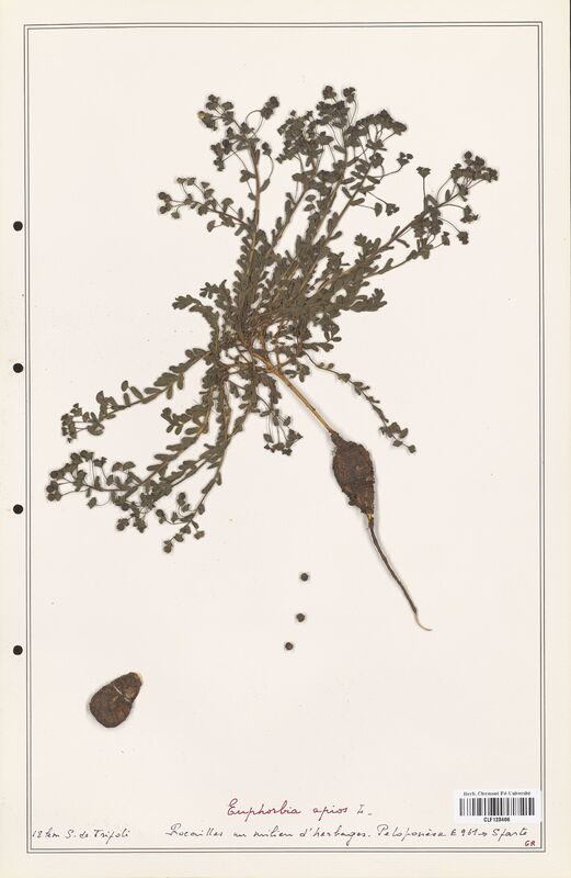 Euphorbia apios  (Euphorbiaceae)