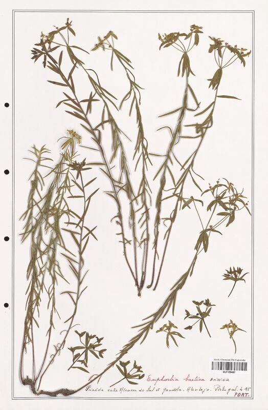 Euphorbia baetica  (Euphorbiaceae)