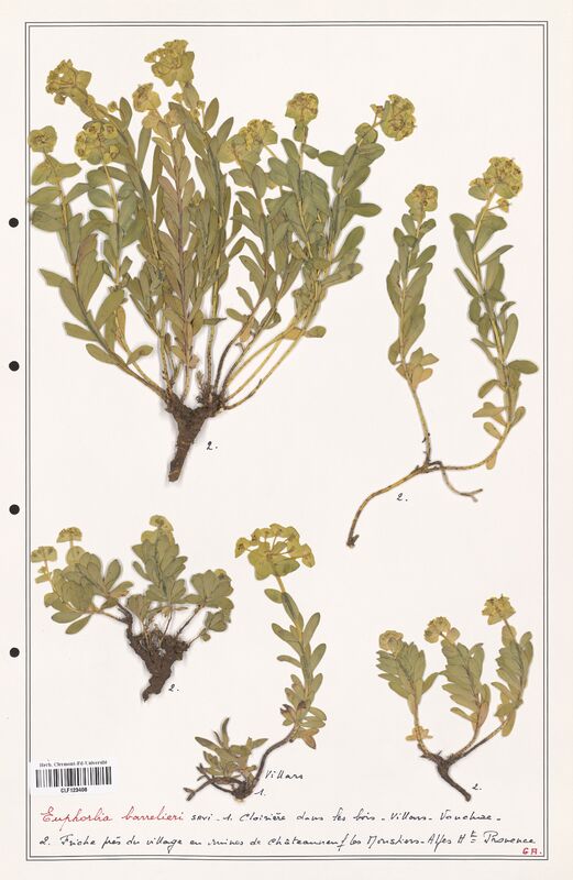 Euphorbia barrelieri  (Euphorbiaceae)