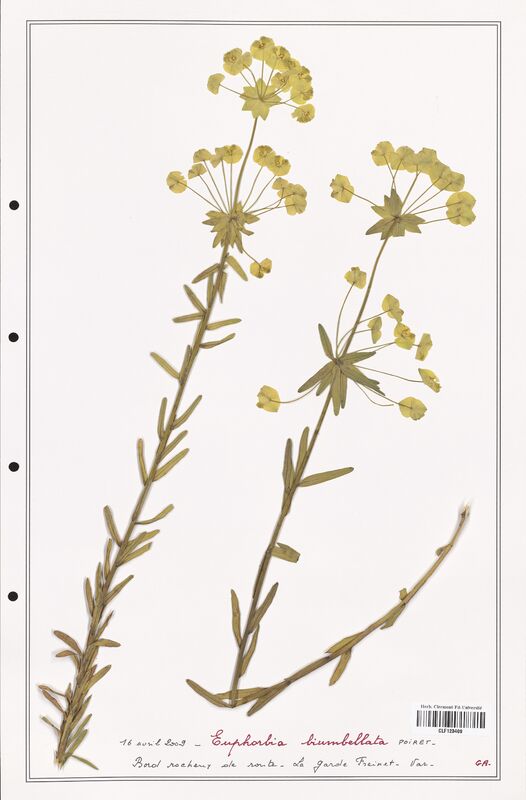 Euphorbia biumbellata  (Euphorbiaceae)