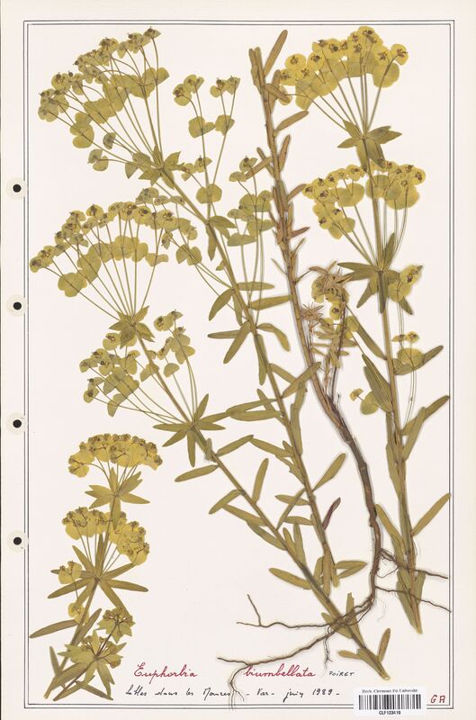 Euphorbia biumbellata  (Euphorbiaceae)