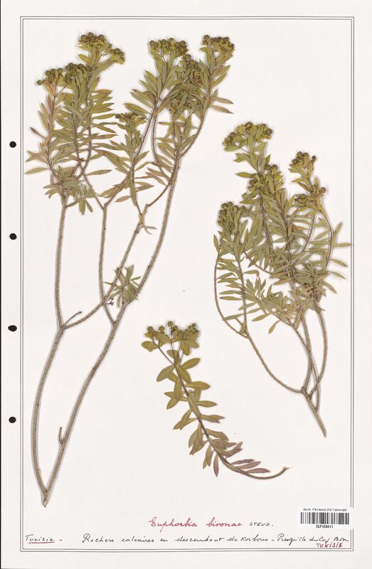 Euphorbia bivonac  (Euphorbiaceae)