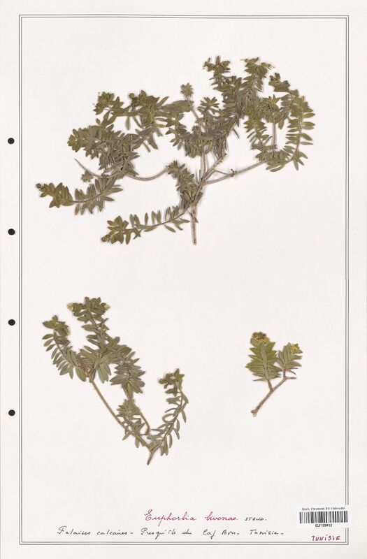 Euphorbia bivonac  (Euphorbiaceae)