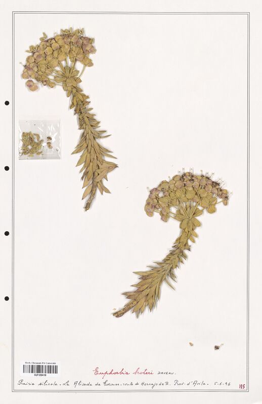 Euphorbia broteri  (Euphorbiaceae)