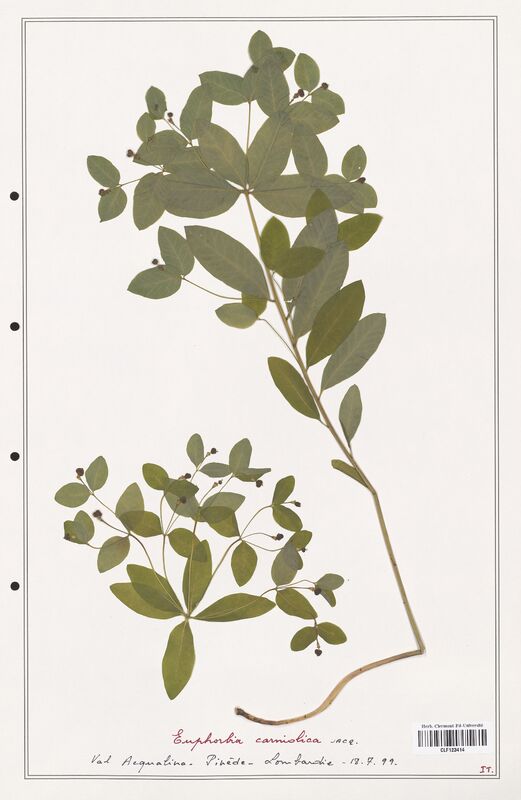 Euphorbia carniolica  (Euphorbiaceae)