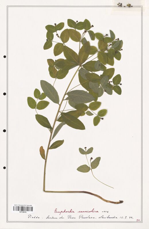 Euphorbia carniolica  (Euphorbiaceae)