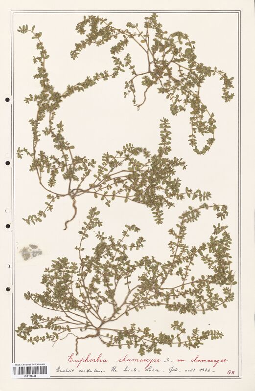 Euphorbia chamaecyse  (Euphorbiaceae)