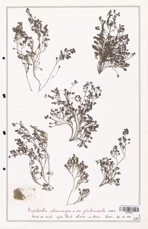Euphorbia chamaecyse  (Euphorbiaceae)