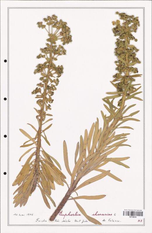 Euphorbia characias  (Euphorbiaceae)