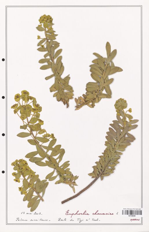 Euphorbia characias  (Euphorbiaceae)