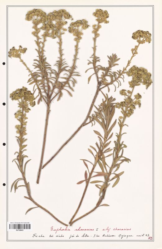 Euphorbia characias  (Euphorbiaceae)