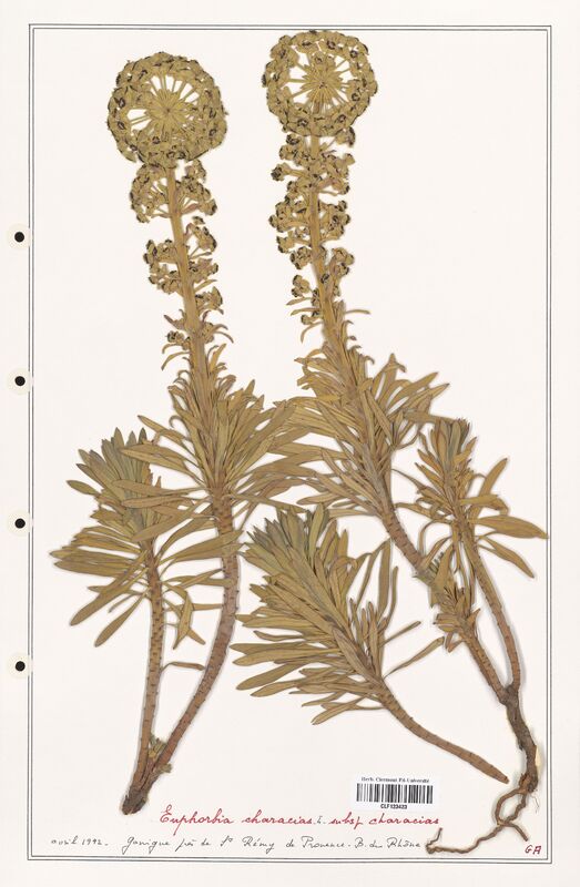 Euphorbia characias  (Euphorbiaceae)