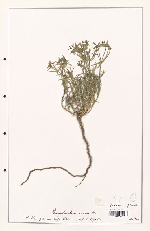 Euphorbia cornuta  (Euphorbiaceae)