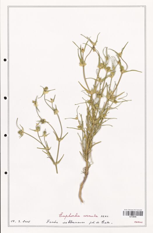 Euphorbia cornuta  (Euphorbiaceae)