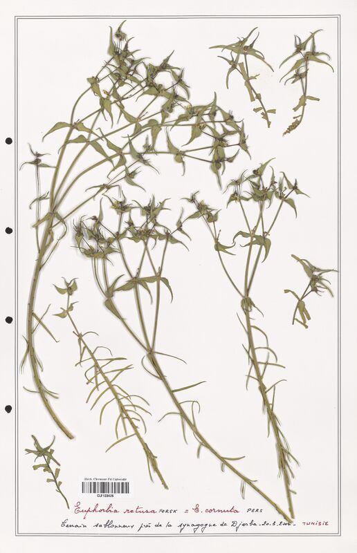 Euphorbia retusa  (Euphorbiaceae)