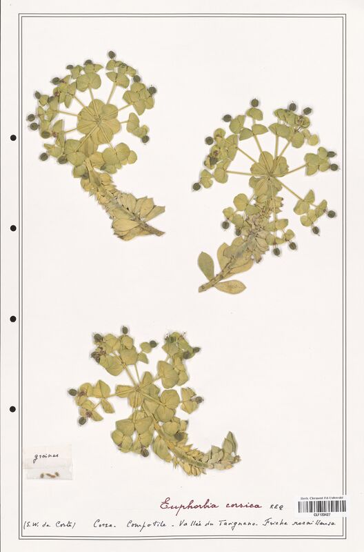 Euphorbia corsica  (Euphorbiaceae)