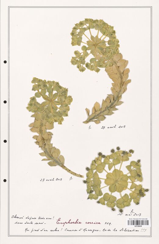 Euphorbia corsica  (Euphorbiaceae)