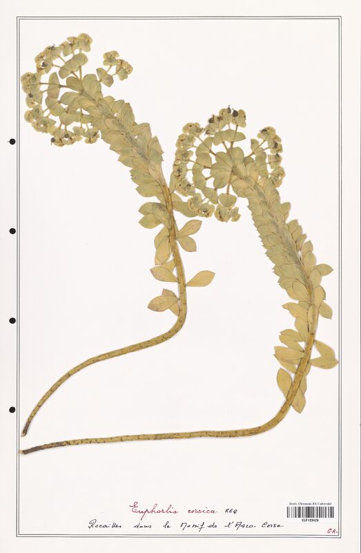 Euphorbia corsica  (Euphorbiaceae)