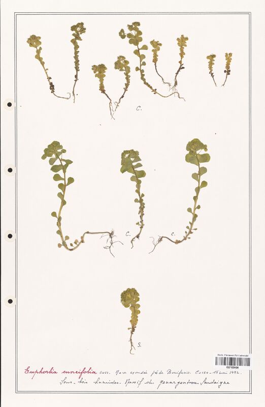 Euphorbia cuneifolia  (Euphorbiaceae)