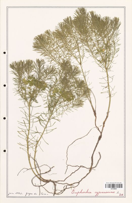 Euphorbia cyparissias  (Euphorbiaceae)