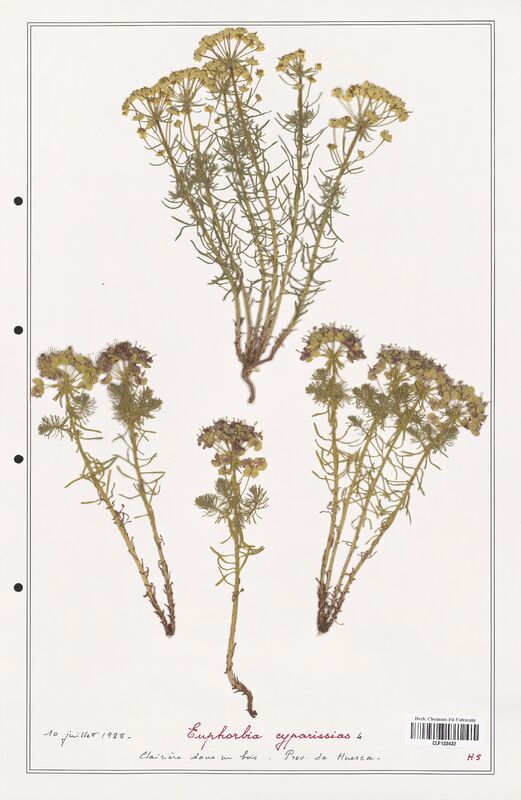 Euphorbia cyparissias  (Euphorbiaceae)