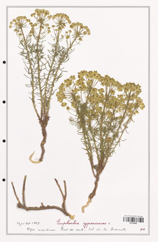 Euphorbia cyparissias  (Euphorbiaceae)