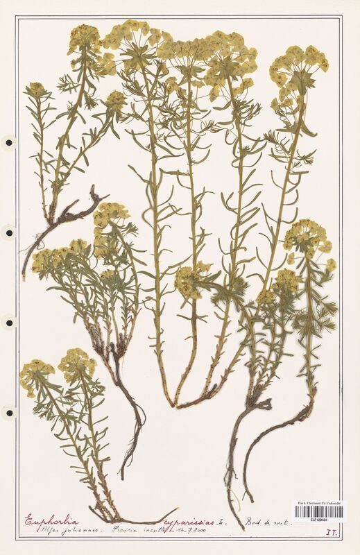 Euphorbia cyparissias  (Euphorbiaceae)