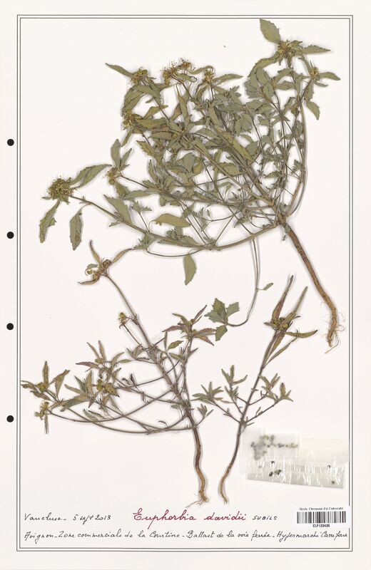 Euphorbia davidii  (Euphorbiaceae)