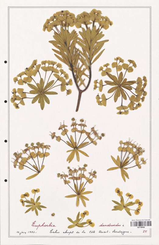 Euphorbia dendroides  (Euphorbiaceae)