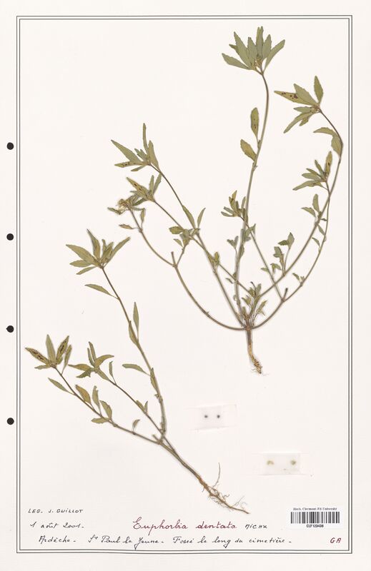 Euphorbia dentata  (Euphorbiaceae)